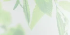 HERBA