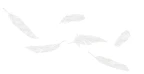 GECKO IN THE BOX – VOLARE