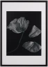 Flora 2 Photo Art