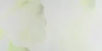 SOPHILA