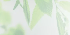 HERBA