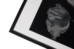 Flora 2 Photo Art