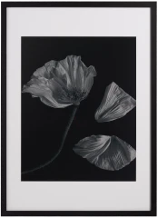 Flora 2 Photo Art