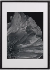 Flora 3 Photo Art