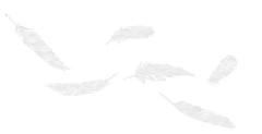 GECKO IN THE BOX – VOLARE