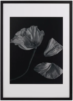 Flora 2 Photo Art