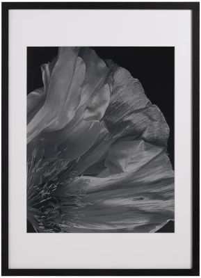 Flora 3 Photo Art
